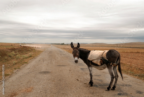Donkey on the road in the countryside