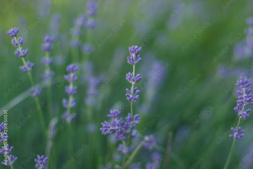 Lavender macro shot Lavender macro shot