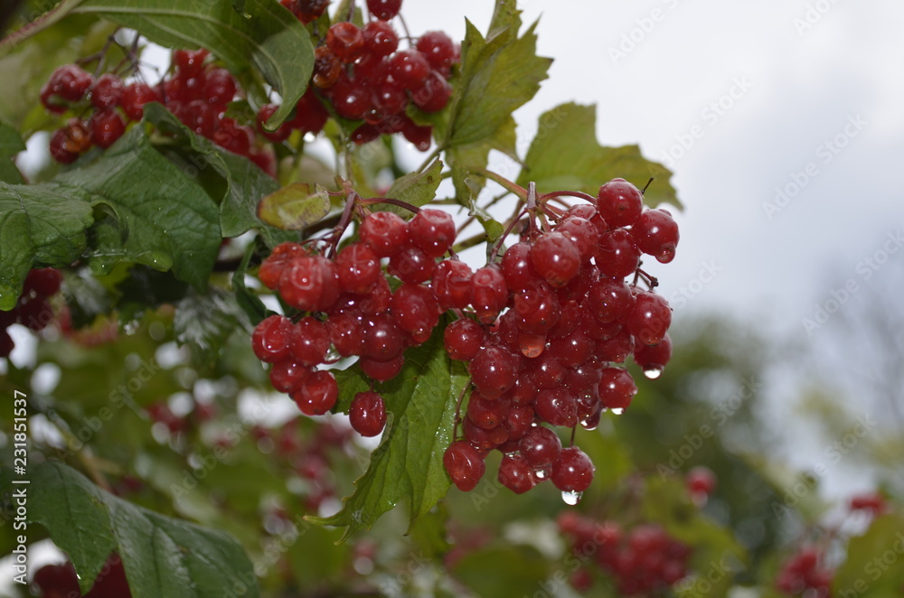 red berries on a branch red berries on a branch