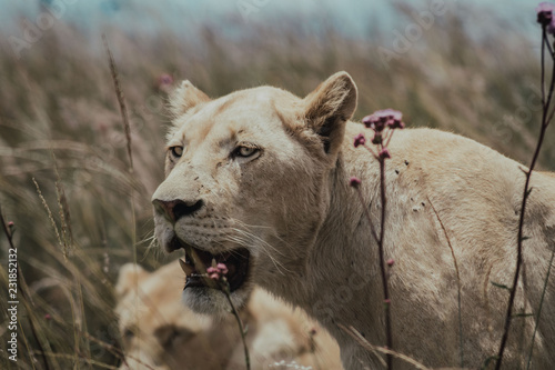 Lioness
