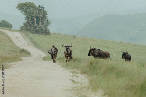 Herd of wildebeest