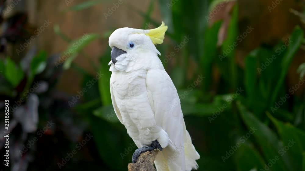 White cockatoo parrot seating on a piece of wood at the Bali Bird Park in Bali, Indonesia. Green floral background. 4K, UHD White cockatoo parrot seating on a piece of wood at the Bali Bird Park in Bali, Indonesia. Green floral background. 4K, UHD
