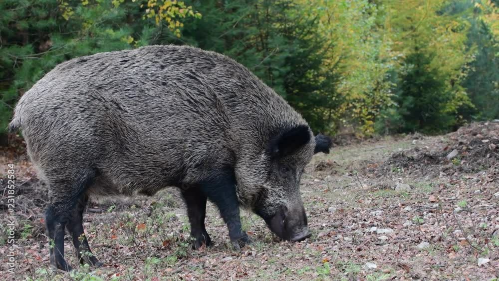 Wild boar female search feed in the forest, autumn, (sus scrofa), germany Wild boar female search feed in the forest, autumn, (sus scrofa), germany
