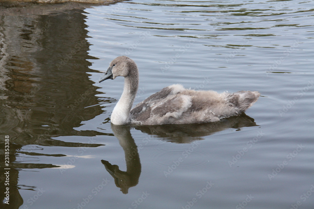 Young fledgling Swan on the pond
