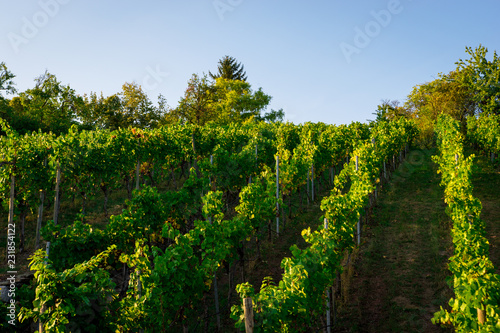 Weinberge Esslingen / Stuttgart