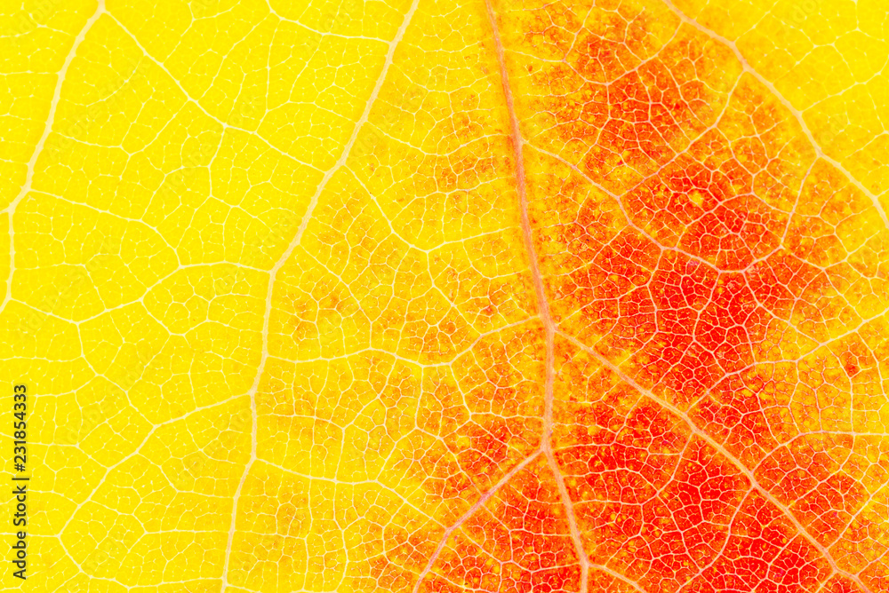 Fototapeta Yellow and red aspen leaf close up