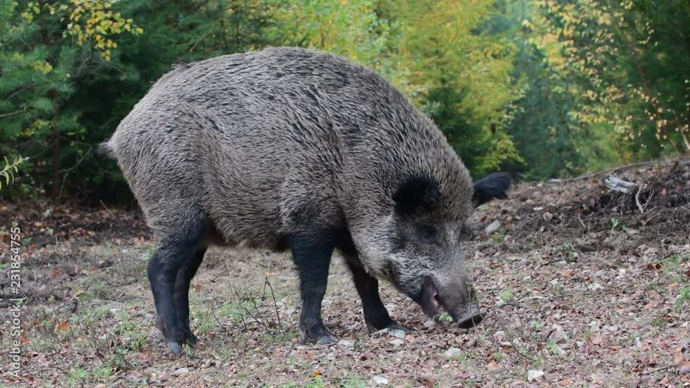 Wild boar female search feed in the forest, autumn, (sus scrofa), germany Wild boar female search feed in the forest, autumn, (sus scrofa), germany