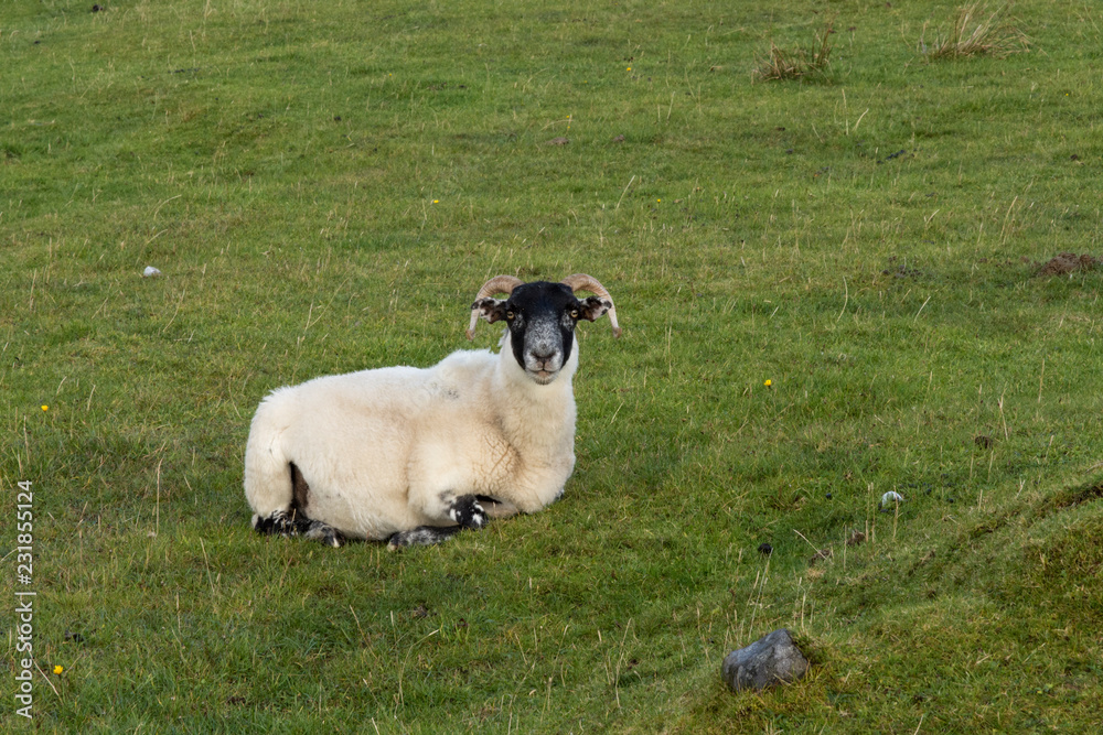 Schaf - Einzeln Schaf - Einzeln