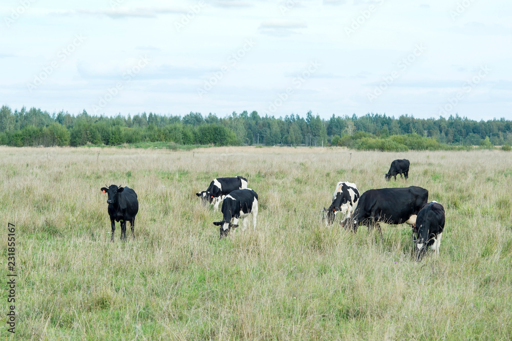 A herd of farm cows graze on the green grass meadows. The concept of breed and production of quality dairy products A herd of farm cows graze on the green grass meadows. The concept of breed and production of quality dairy products