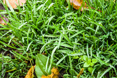 grass with water drops