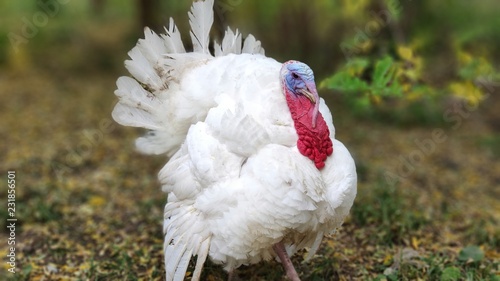 фотографія turkey