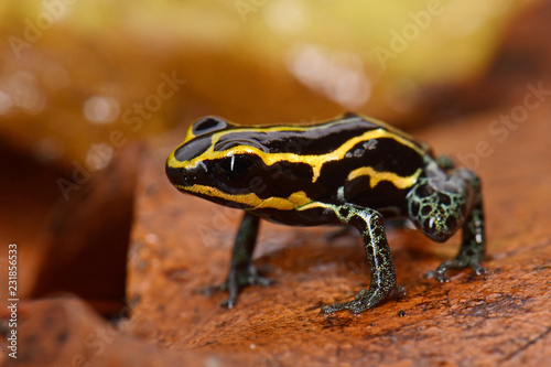 Gepunkteter Baumsteiger ( Ranitomeya variabilis) - Variable Poison Frog