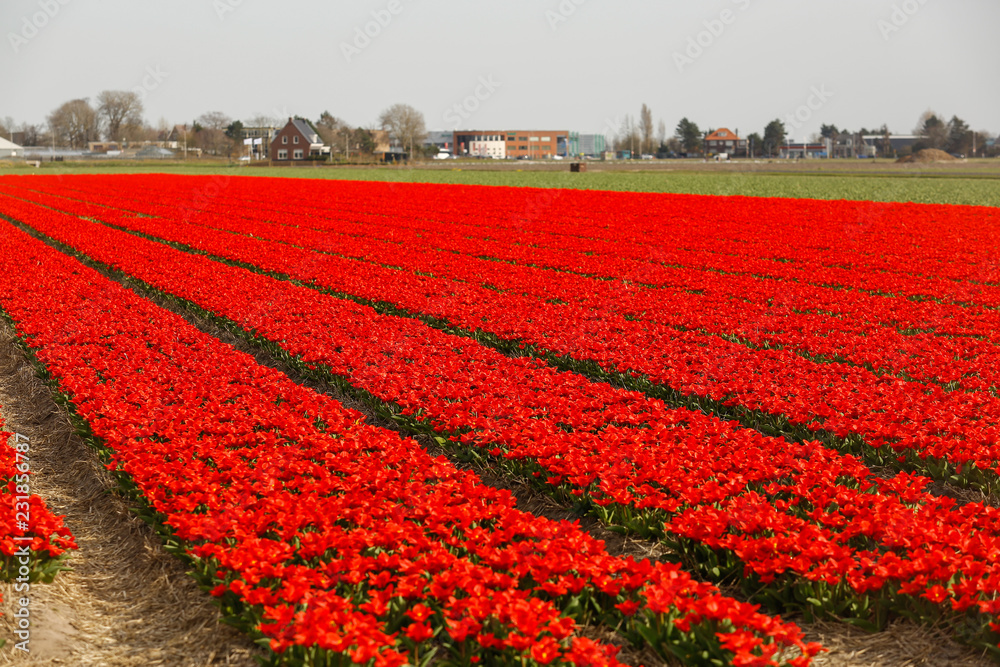 Beautiful field with red flowers Beautiful field with red flowers