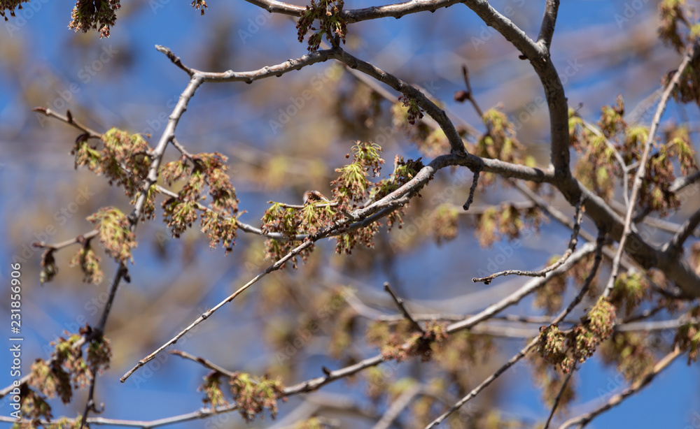 Buds on the branches of trees in spring Buds on the branches of trees in spring