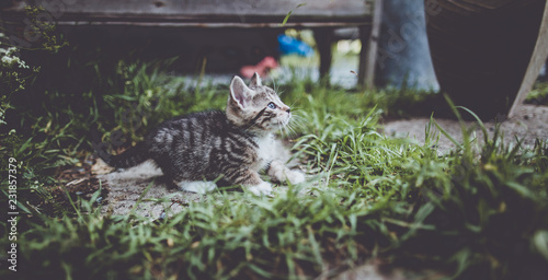 Small andd cute kitten in Swedish Lapland photo