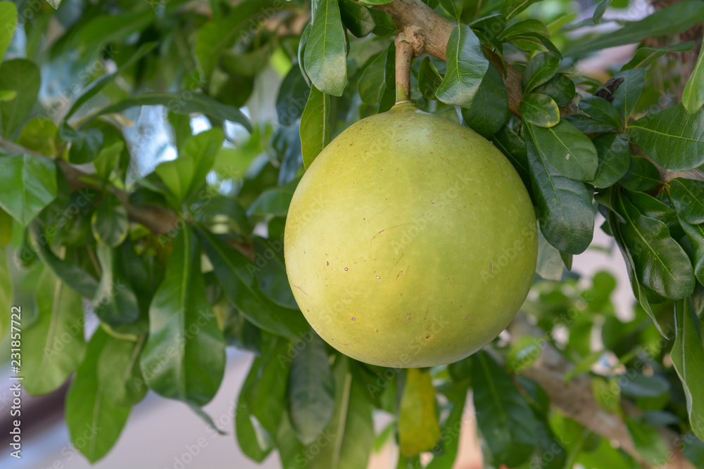 Calabash, Calabash tree, Wild calabash Calabash, Calabash tree, Wild calabash
