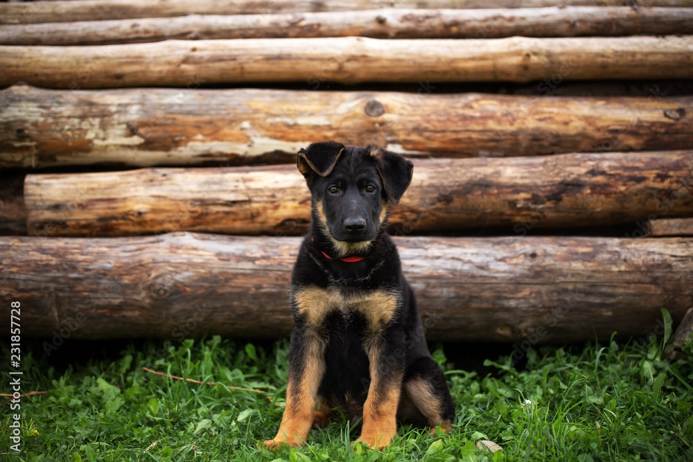 German shepard puppy  - obrazy, fototapety, plakaty 