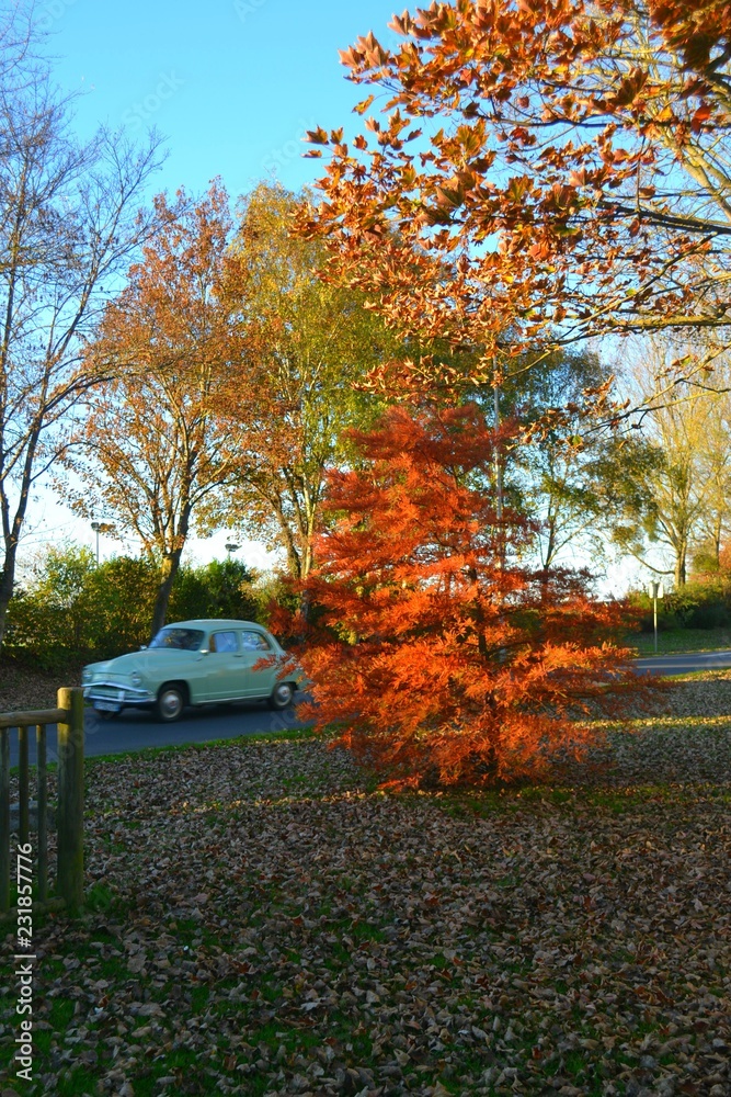 Fototapeta premium Dauphine en automne
