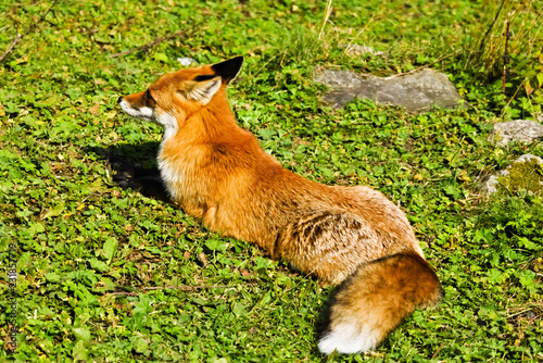 A full body shot taken from behind of a red fox lying on a green meadow  © Martin