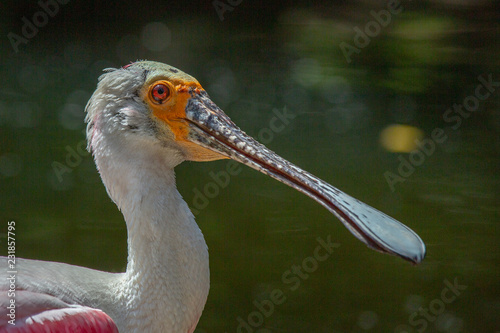 Spoonbill