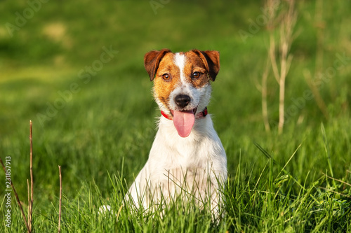 Jack Russell Terrier puppy sitting in the green grass in the sun