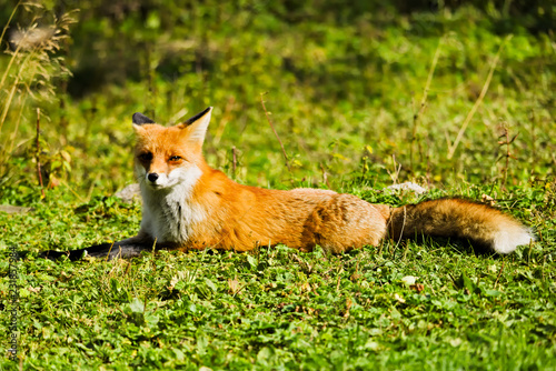 A full body shot of a red fox lying on a green meadow