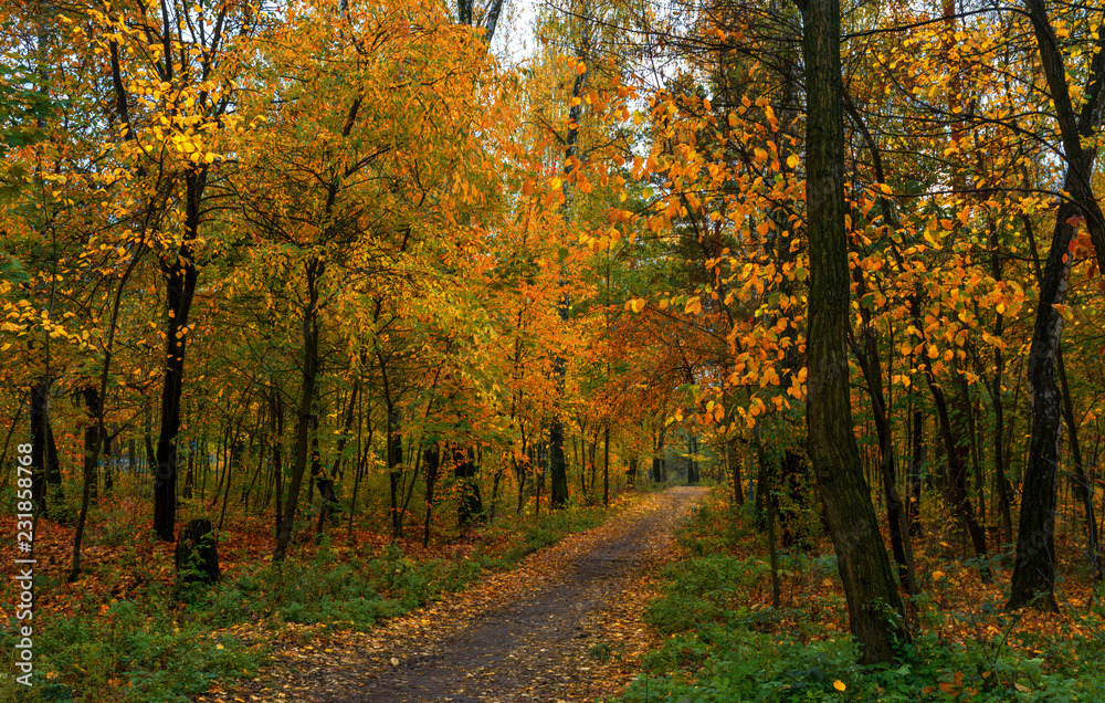 Fototapeta premium walk in the woods. autumn. autumn colors. autumn leaves. beauty. pleasure.