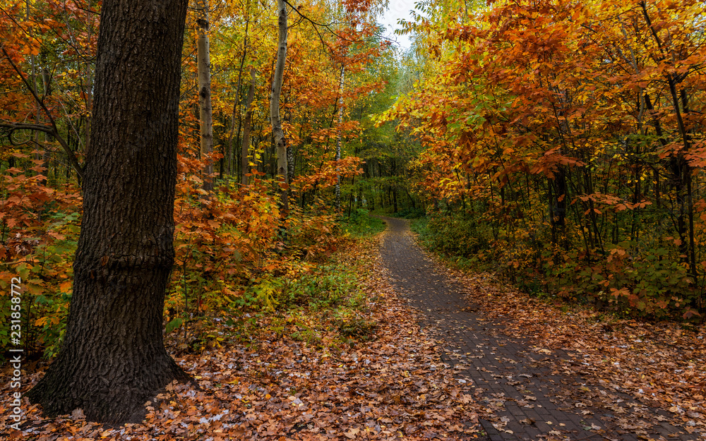 Obraz premium walk in the woods. autumn. autumn colors. autumn leaves. beauty. pleasure.