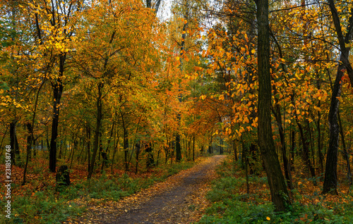 walk in the woods. autumn. autumn colors. autumn leaves. beauty. pleasure. © Mykhailo