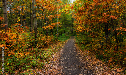 walk in the woods. autumn. autumn colors. autumn leaves. beauty. pleasure.