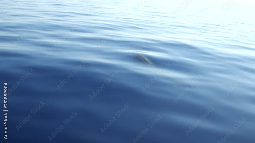 Delfin