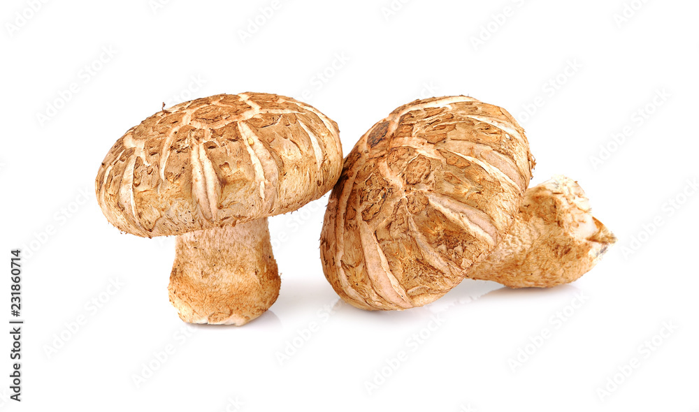 brown button mushroom isolated on white background brown button mushroom isolated on white background