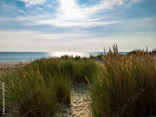 Dünengräser am Strand mit Meer