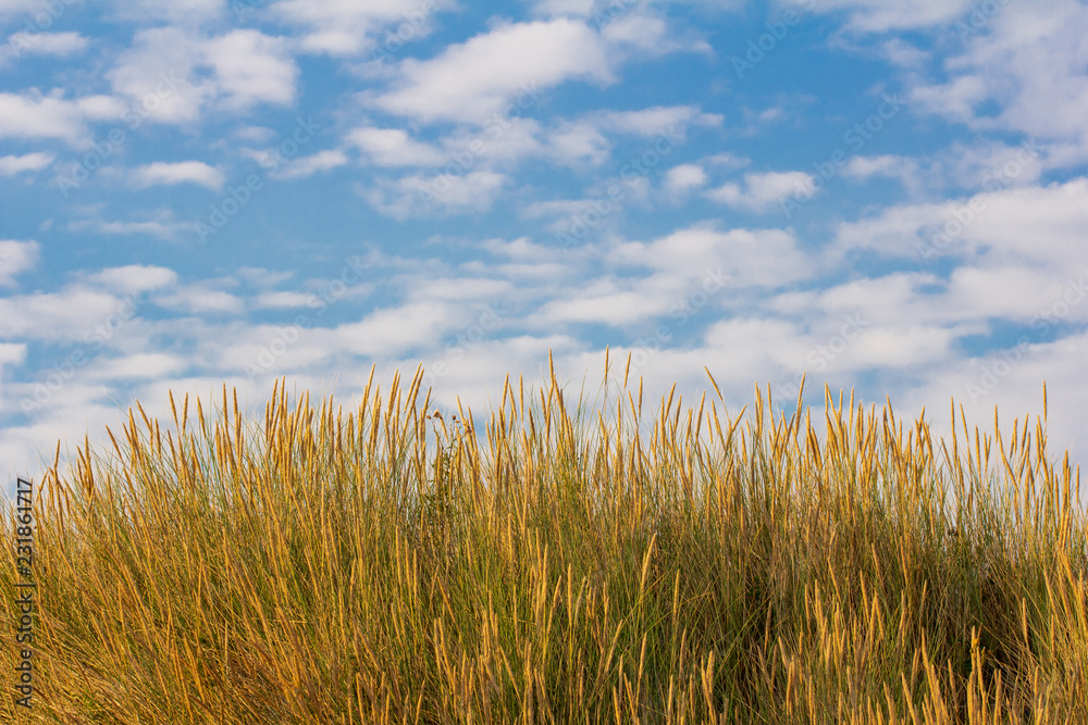 Fototapeta premium Herbst Gräser vor blauem Himmel mit Wolken