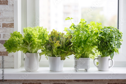 Lettuce, leaf celery and small leaved basil. Kitchen garden of herbs.