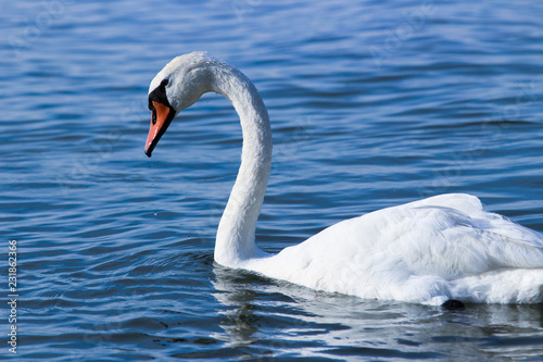 Swan on Balaton lake