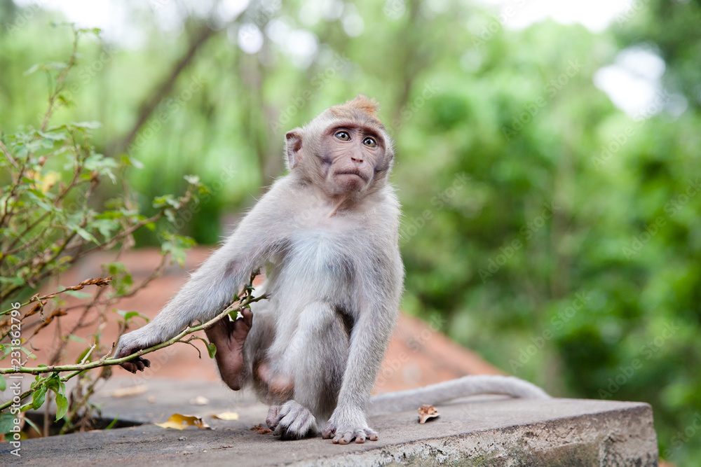 young monkey close up