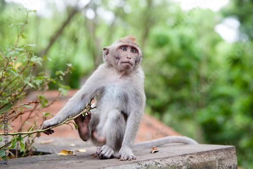 young monkey close up © Tatiana Nurieva