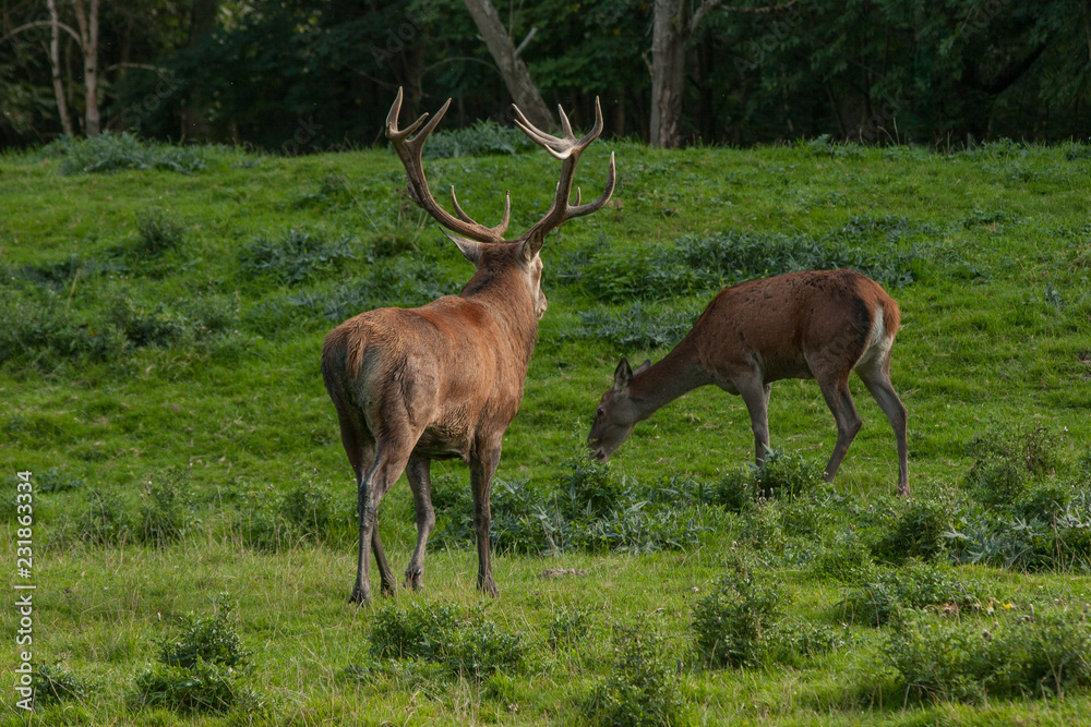 Rothirsch (Cervus elaphus) in der Brunft