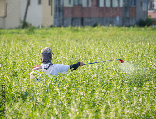 A young man farmer master is spraying pesticides (farm chemicals) on his own sesame field to prevent pests and plant diseases in the morning, close up, Xigang, Tainan, Taiwan