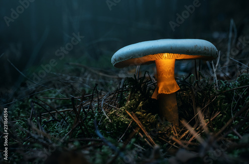 Fairy, glowing mushroom in the forest at night with copy space
