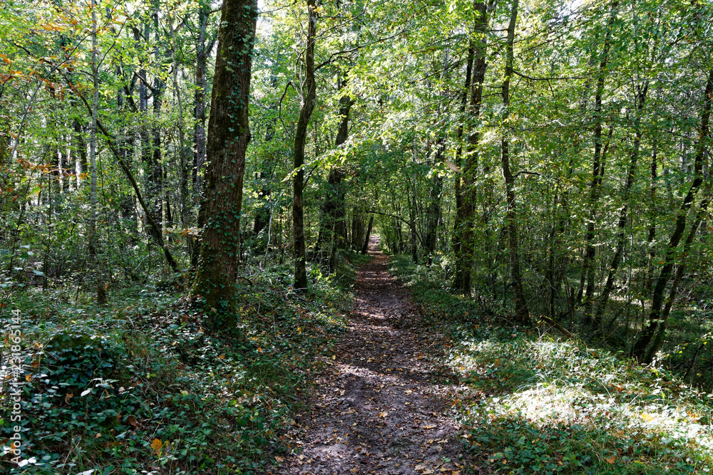 Fototapeta premium forêt
