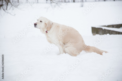 big dog shits in the park on white snow in winter