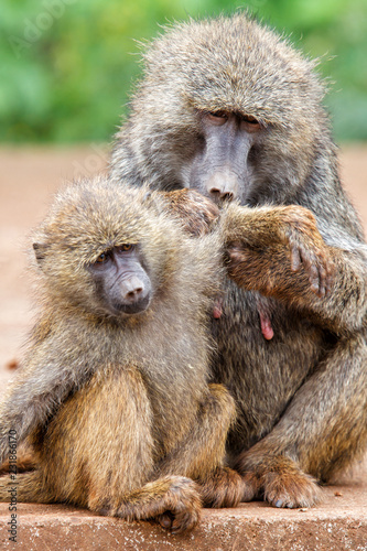 Mother Baboon nursing her baby on the edge of the Ngorongoro Crater in Tanzania