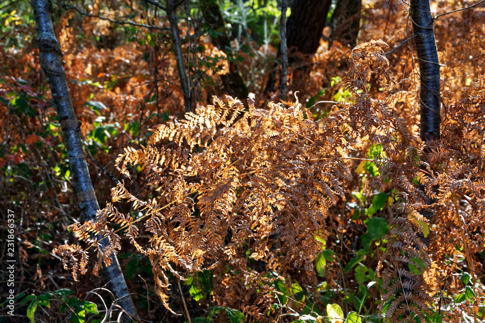Fototapeta premium forêt