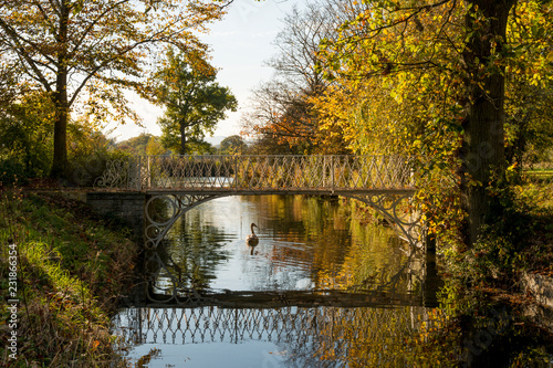 Swan swimming under ornamental bridge at Spetchley gardens
