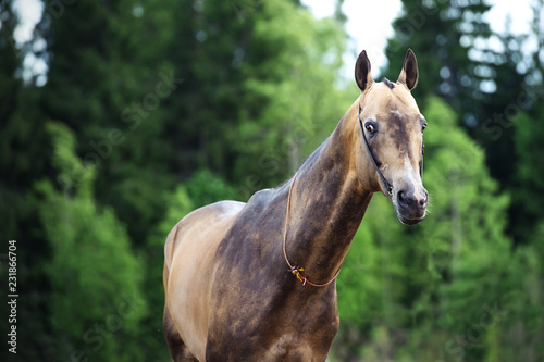 portrait of  purebred akhalteke stallion at forest background