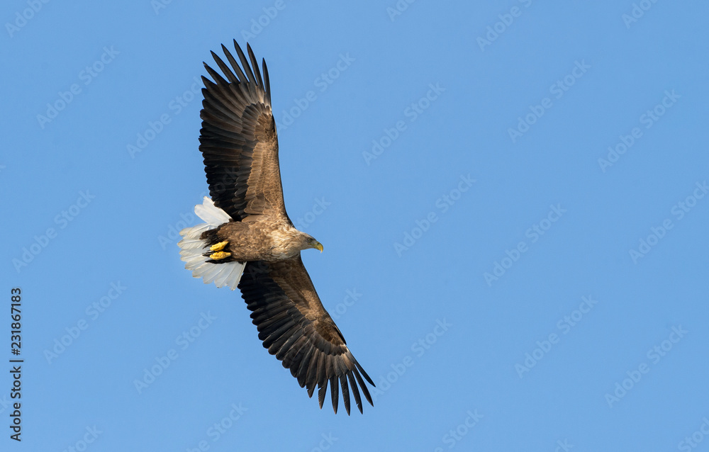 Fototapeta premium Adult White-tailed eagle in flight. Blue sky background. Scientific name: Haliaeetus albicilla, also known as the ern, erne, gray eagle, Eurasian sea eagle and white-tailed sea-eagle.