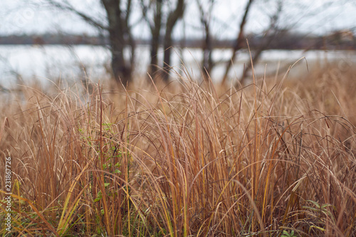 yellowed grass on the lake