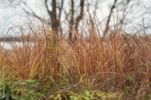 yellowed grass on the lake